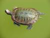 Red-eared pond slider (청거북)