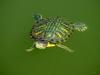 Red-eared pond slider (청거북)