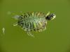 Red-eared pond slider (청거북)