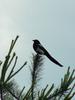 Black-billed Magpie (까치)