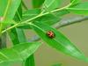 Pupae of a ladybug