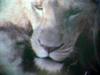 African Lion male (TV capture)