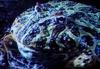 Big mouth frog - TV capture