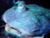 Big mouth frog - TV capture
