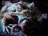 Big mouth frogs - TV capture