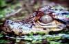 Young American alligator - TV capture