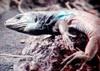 Unknown lizard from Spain - TV capture - Western Canaries lizard (Gallotia galloti)