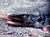 Unknown lizard from Spain - TV capture