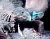 Unknown lizard from Spain - TV capture