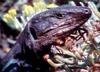 Unknown lizard from Spain - TV capture