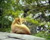 [Big Yawn] African lion