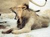 [Big Yawn] African lion
