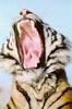 [Big Yawn] Tiger cub