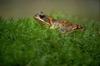 Toad? (unidentified)