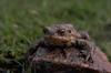 Toad? (unidentified)