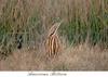 American bittern in bush