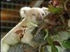 [Albino] White koala on tree