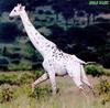 [Albino] White Giraffe