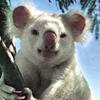 [Albino] Koala