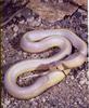 [Albino] California Kingsnake