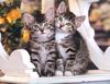 Four Paws 2004 Calendar by FlowerChild - kb 4paws-00 - Kittens