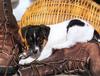 Four Paws 2004 Calendar by FlowerChild - kb 4paws-01 - Puppy