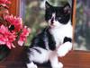 Four Paws 2004 Calendar by FlowerChild - kb 4paws-02 - Kitten