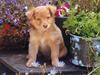 Four Paws 2004 Calendar by FlowerChild - kb 4paws-03 - Puppy