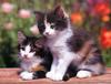 Four Paws 2004 Calendar by FlowerChild - kb 4paws-04 - Kitten