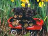 Four Paws 2004 Calendar by FlowerChild - kb 4paws-05 - Puppies