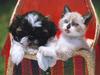 Four Paws 2004 Calendar by FlowerChild - kb 4paws-06 - Puppy and Kitten