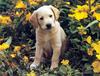 Four Paws 2004 Calendar by FlowerChild - kb 4paws-07 - Puppy