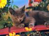 Four Paws 2004 Calendar by FlowerChild - kb 4paws-08 - Kitten