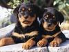 Four Paws 2004 Calendar by FlowerChild - kb 4paws-09 - Puppies