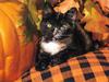 Four Paws 2004 Calendar by FlowerChild - kb 4paws-10 - Kitten