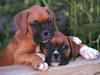 Four Paws 2004 Calendar by FlowerChild - kb 4paws-11 - Puppies