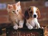 Four Paws 2004 Calendar by FlowerChild - kb 4paws-12 - Kitten and Puppy
