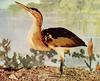 What kind of heron is this?