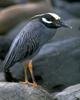 Yellow-crowned Night Heron