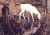 [Albino] White-tailed deer