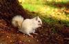 [Albino] Squirrel