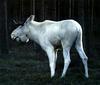 [Albino] White Swedish Moose