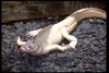 [Albino] White Alligator