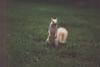 [Albino] White Squirrel