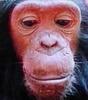 [TV capture] Chimpanzee