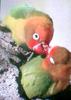 [TV capture] Parrots