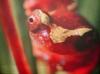 [TV capture] Tree Frog