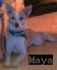 Maya 2 year old basenji mix