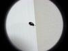 Black Bug (unknown to me)