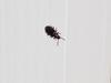 Black Bug (unknown to me)